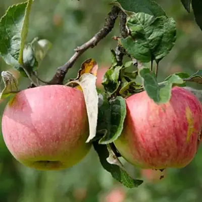 Яблоня МЕЛБА в Солигорске