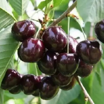 Черешня ЛЕНИНГРАДСКАЯ ЧЁРНАЯ в Солигорске