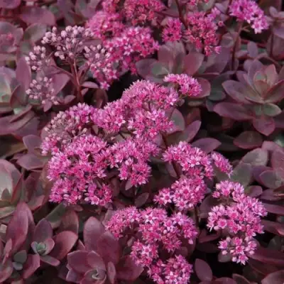 Очиток (седум) САНСПАРКЛЕР ФАЙЕРКРЕКЕР в Солигорске