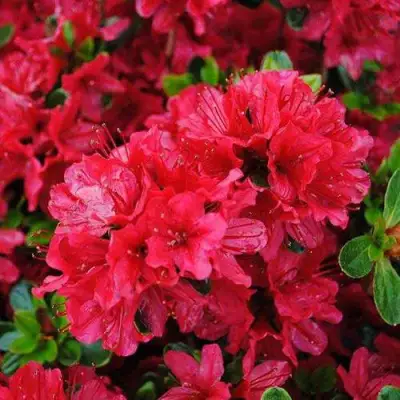 Азалия ХИНО КРИМСОН японская в Солигорске