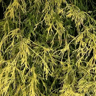 Кипарисовик ФИЛИФЕРА АУРЕА горохоплодный в Солигорске