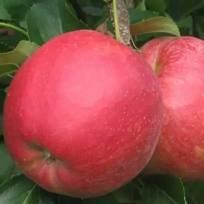 Яблоня РУБИН в Солигорске