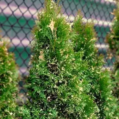 Туя СМАРАГД ВАРИЕГАТА западная в Солигорске