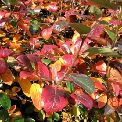 Кизильник блестящий в Солигорске