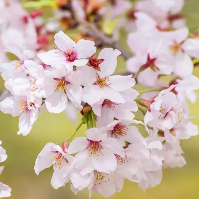 Сакура КОЙО НО МАЙ в Солигорске