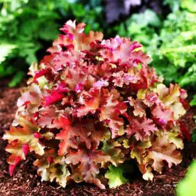 Гейхера МАРМЕЛАД в Солигорске