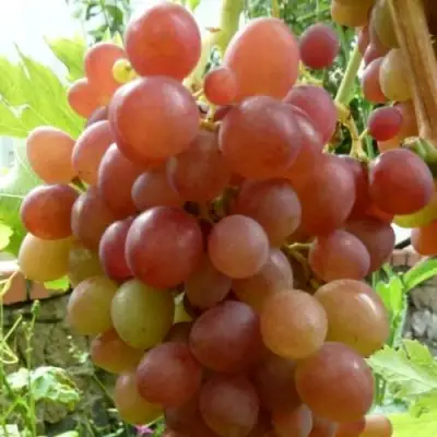 Виноград БЛЕСТЯЩИЙ в Солигорске