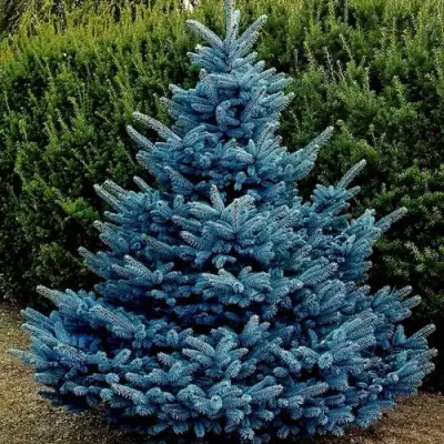Ель МАДЖЕСТИК БЛЮ колючая в Солигорске