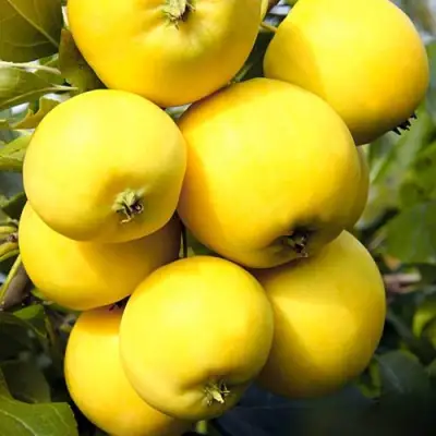 Яблоня УРАЛЬСКОЕ НАЛИВНОЕ в Солигорске