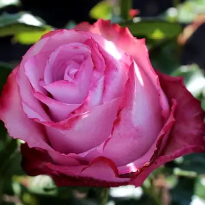 Роза ДИП ВОТЕР чайно-гибридная в Солигорске