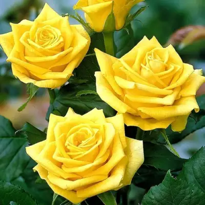 Роза ПАПИЛОН чайно-гибридная в Солигорске