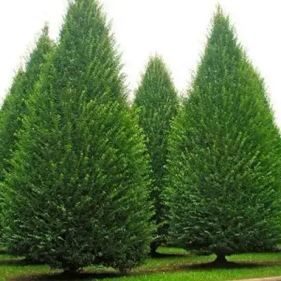 Граб  в Солигорске