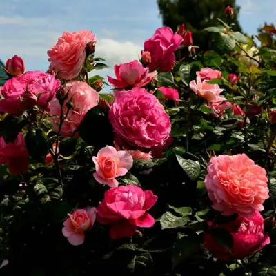 Роза ОЛЬГА шраб в Солигорске