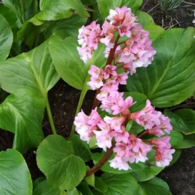 Бадан БЭБИ ДОЛЛ в Солигорске