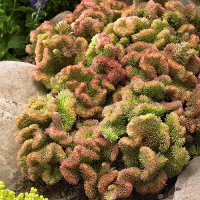 Очиток (седум) КРИСТАТУМ отогнутый в Солигорске