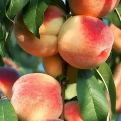 Персик ЛОЙКО 2 в Солигорске