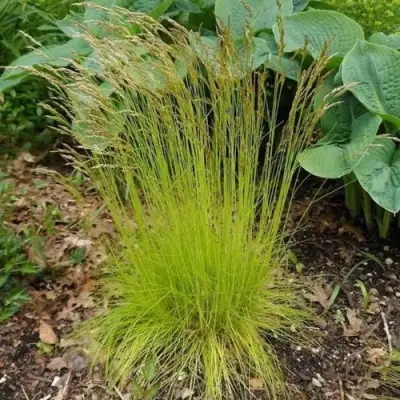 Щучка ТАТРА ГОЛД извилистая в Солигорске