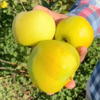 Яблоня КАЛУЖАНКА в Солигорске