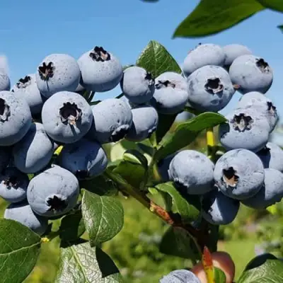 Голубика НЕЛЬСОН в Солигорске