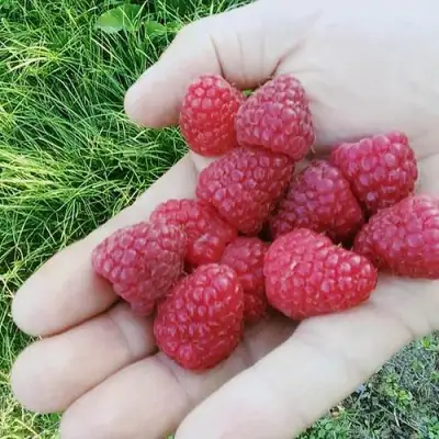 Малина ПОЛЬКА (ПОЛКА) в Солигорске