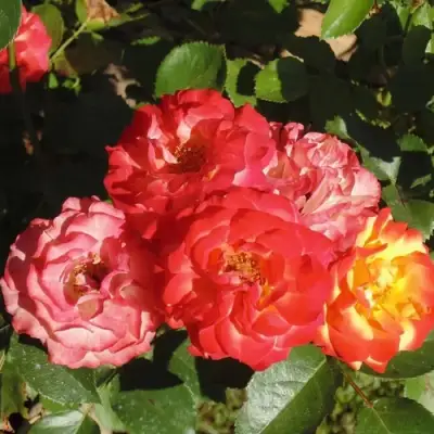 Роза ТАЙФУН спрей в Солигорске