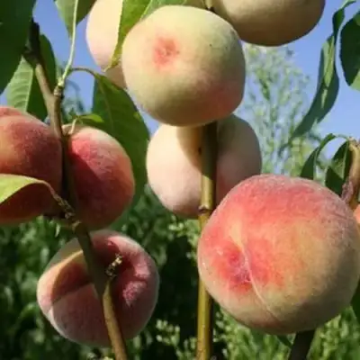 Персик ДОНЕЦКИЙ БЕЛЫЙ в Солигорске