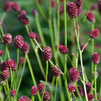 Кровохлебка ЧОКОЛАТ ТИП в Солигорске