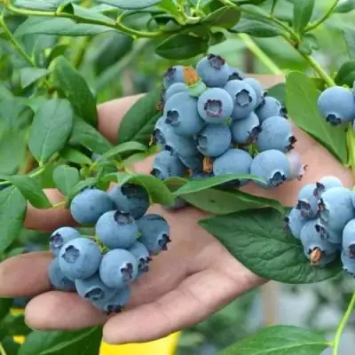 Голубика ТОРО в Солигорске