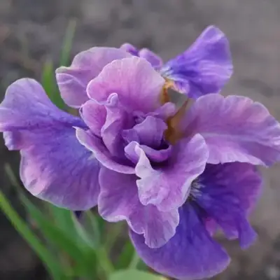 Ирис ХЭВИНГ ФАН сибирский в Солигорске