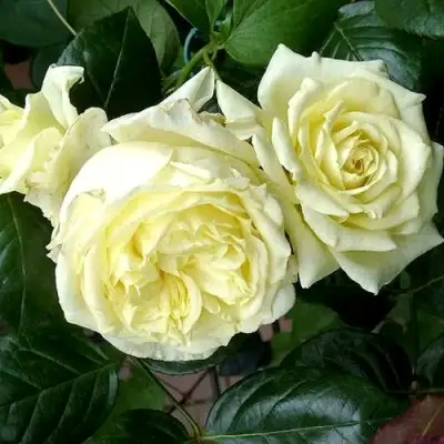 Роза ЭЛЬФ плетистая в Солигорске