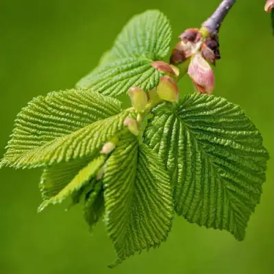 Вяз обыкновенный в Солигорске