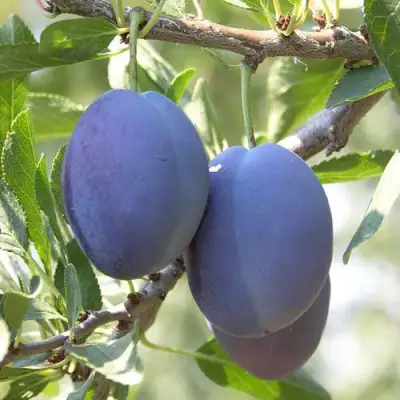 Слива СТЭНЛИ в Солигорске