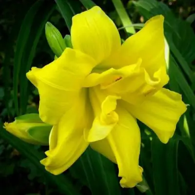 Лилейник ДАБЛ РИВЕР ВАЙ гибридный в Солигорске