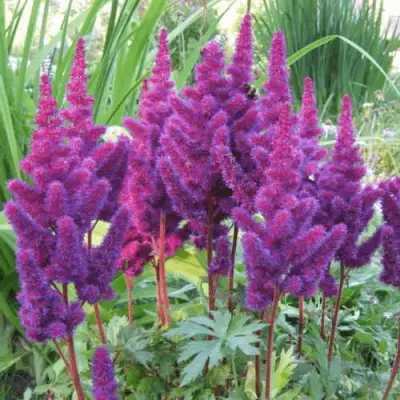 Астильба БЛЭК ЭНД БЛУ китайская в Солигорске