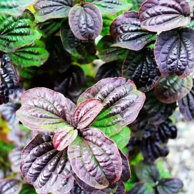 Дерен КОМПРЕССА кроваво-красный в Солигорске