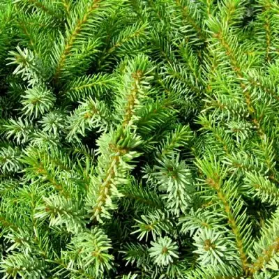 Ель НАНА сербская в Солигорске