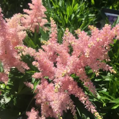 Астильба БРЕССИНГЕМ БЬЮТИ Арендса в Солигорске