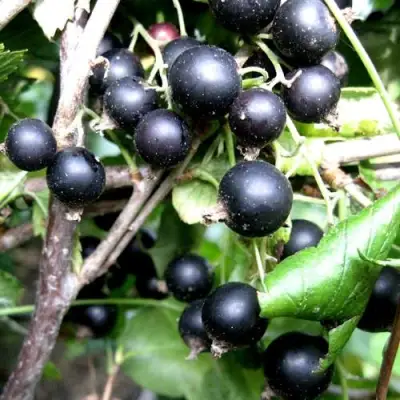 Смородина чёрная НЕСТЕР КОЗИН в Солигорске