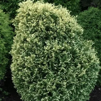 Туя ЛИТОМИШИЛ западная в Солигорске