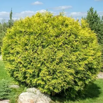 Туя ГОЛДЕН ГЛОБ западная в Солигорске