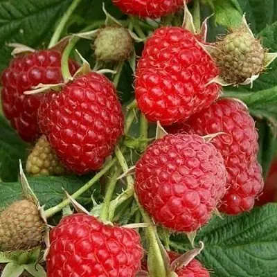 Малина ГЛЕН АМПЛ в Солигорске