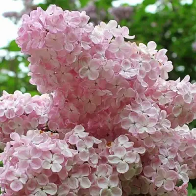 Сирень ВЕЧЕРНИЙ ЗВОН в Солигорске