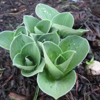 Хоста МОНСТЕР ИРЗ гибридная в Солигорске