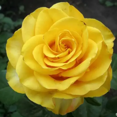 Роза КЕРИО чайно-гибридная в Солигорске