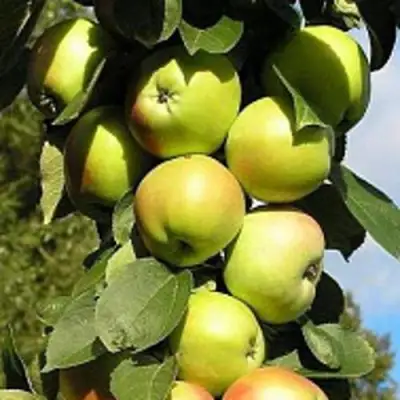 Яблоня ПРЕЗИДЕНТ колонновидная в Солигорске