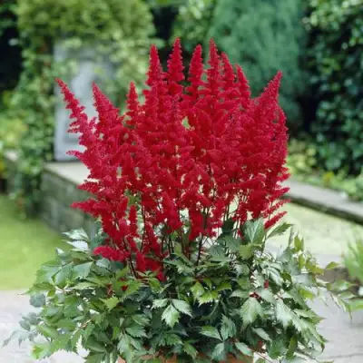 Астильба СПАРТАН Арендса в Солигорске