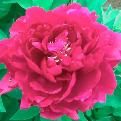 Пион ОСТРОВНОЙ МИНИСТР древовидный в Солигорске