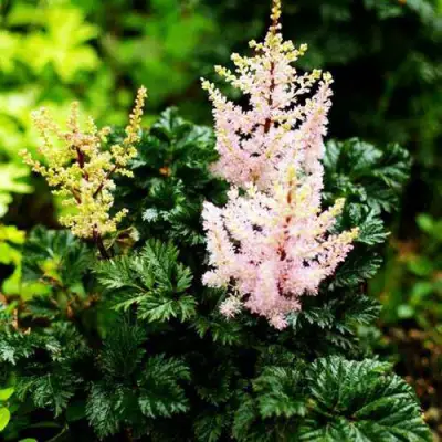 Астильба ЛИЛИПУТ курчавая в Солигорске