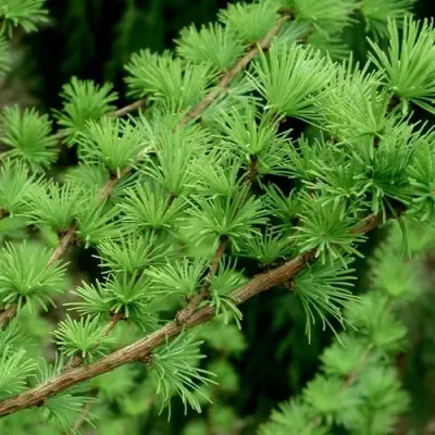Лиственница европейская в Солигорске