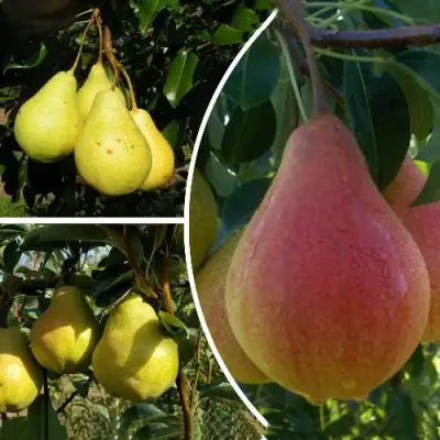 Комплект ТРИ ГРАЦИИ в Солигорске